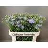 Didiscus Blauw