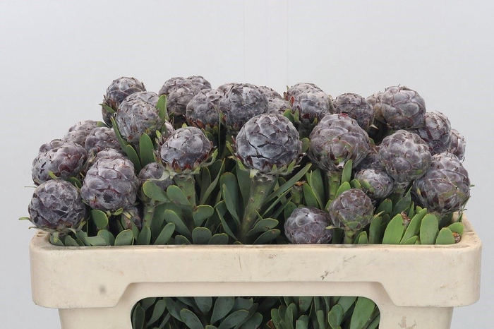 <h4>LEUCADENDRON PUBESCENS</h4>