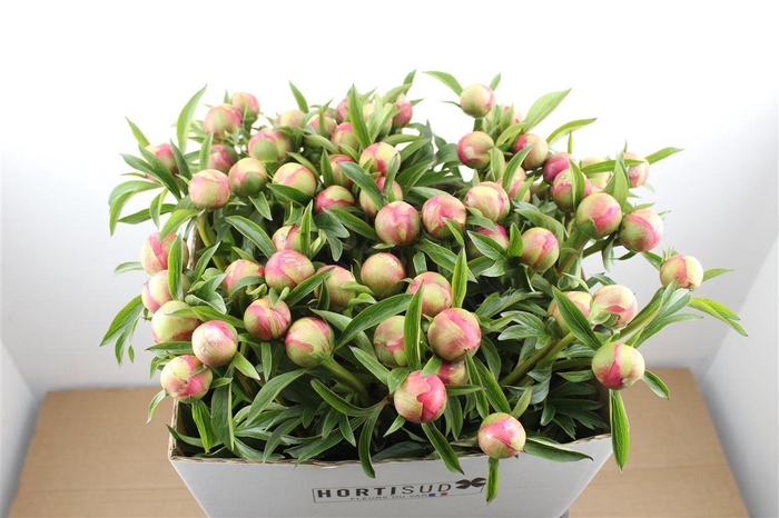 <h4>Paeo L Coral Charm</h4>