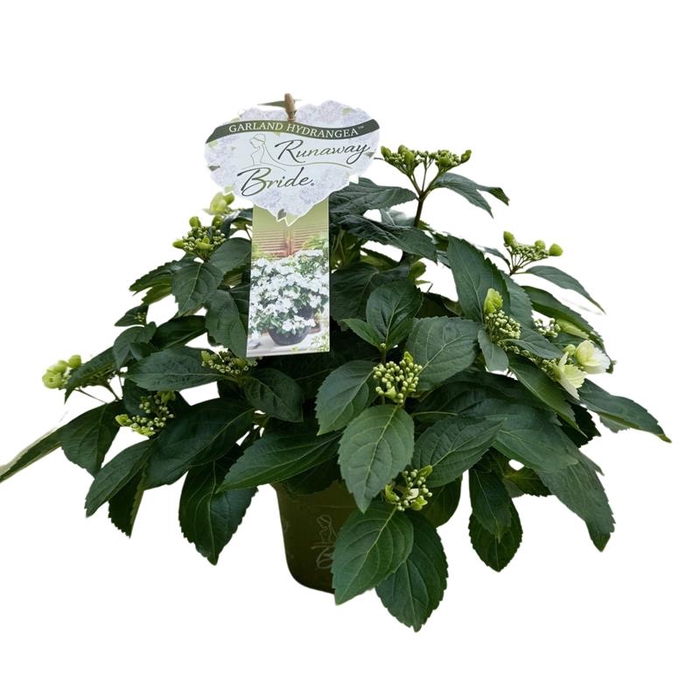<h4>HYDRANGEA HYBRID P13 RUNAWAY BRIDE</h4>