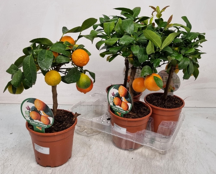 <h4>Citr Limetta</h4>