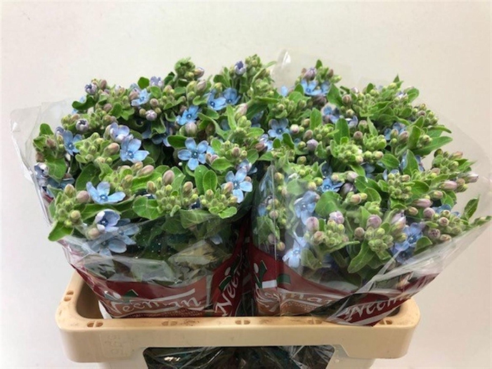 <h4>OXYPETALUM COER.</h4>