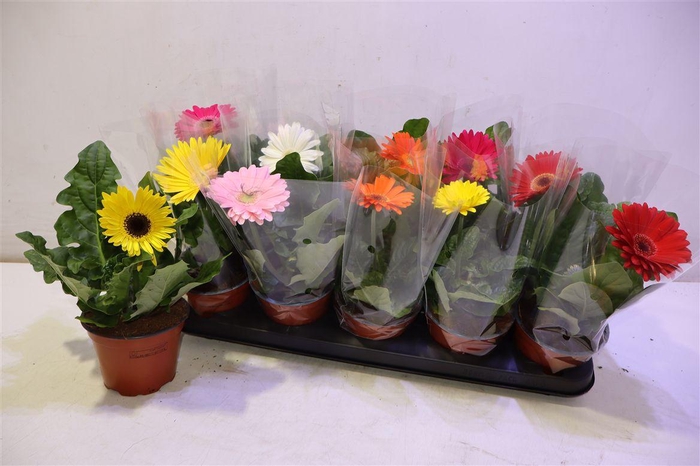 <h4>arr8 Ger Gem</h4>