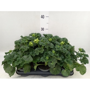 Pelargonium zona.   ...F1