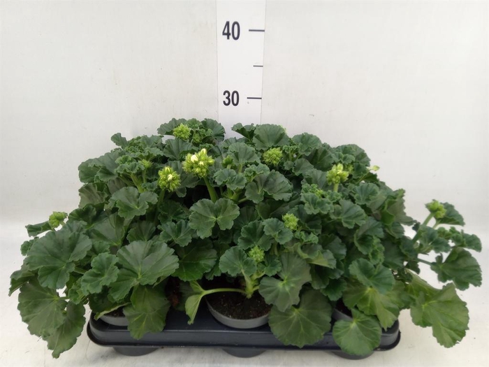 <h4>Pelargonium zona.   ...F1</h4>