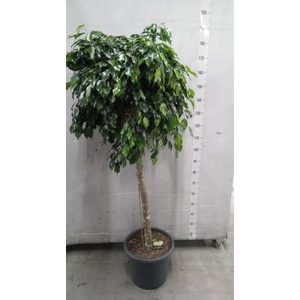 Ficus benja. 'Danielle'