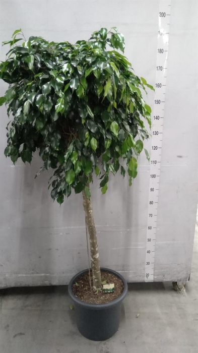<h4>Ficus benja. 'Danielle'</h4>
