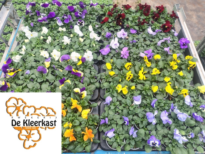 <h4>VIO F1 HYBR MIXK</h4>