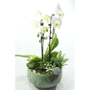 Ph105 Green Sophia