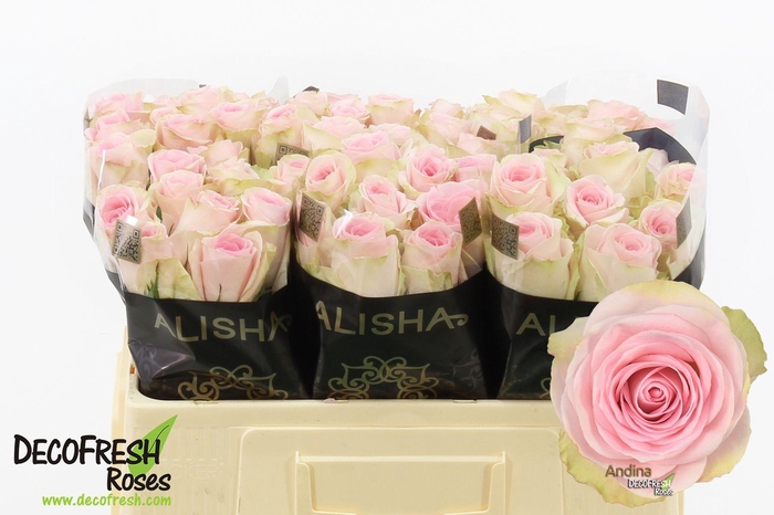 <h4>R GR ANDINA</h4>