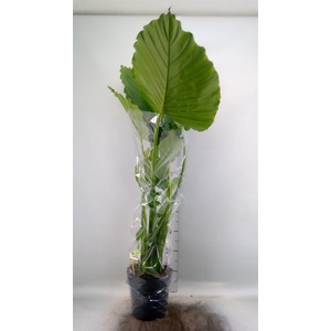Alocasia gageana