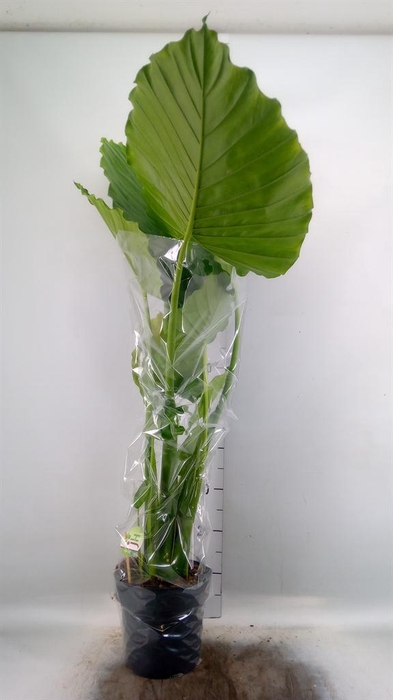<h4>Alocasia gageana</h4>