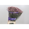 Limonium Pink Diamond