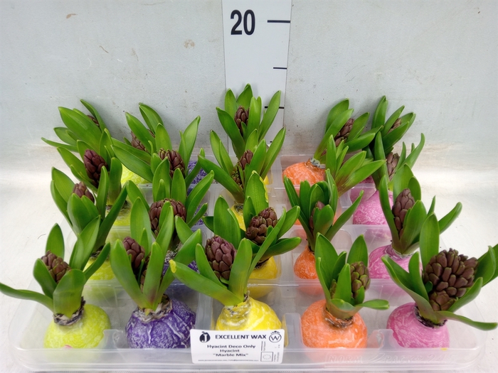 <h4>Hyacinthus orie.   ...waxed L%</h4>