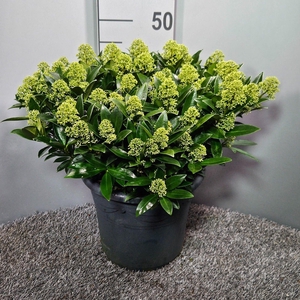 Skimmia japonica 'White Dwarf'