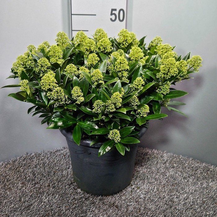 <h4>Skimmia japonica 'White Dwarf'</h4>
