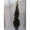 Thuja O Smaragd