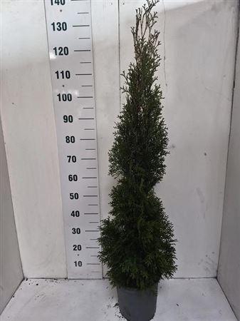 Thuja O Smaragd