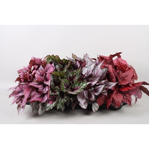 Begonia blad Beleaf gemengd