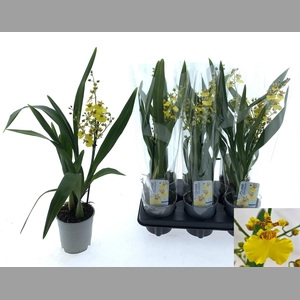 ONCIDIUM OV