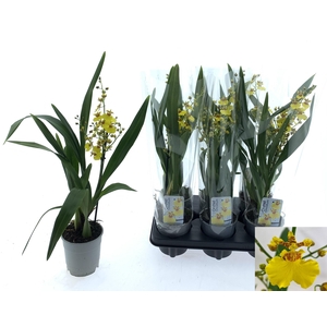 ONCIDIUM OV