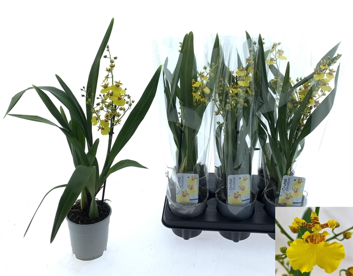 <h4>ONCIDIUM OV</h4>