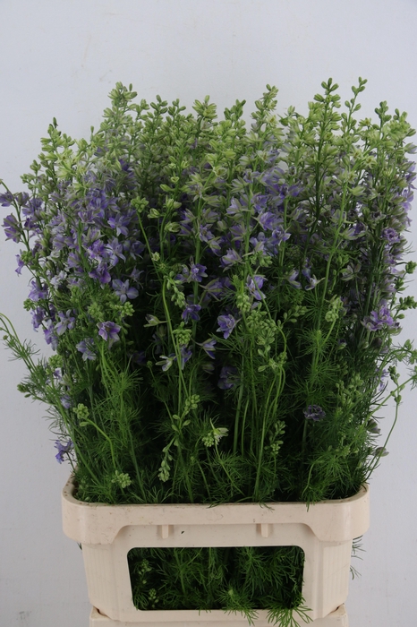 <h4>CONS R Q VIOLE LILAC</h4>