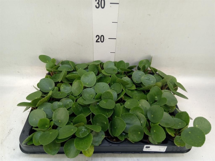 <h4>Pilea peperomioides</h4>