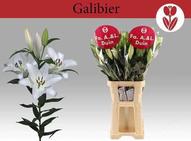 <h4>LI OT GALIBIER</h4>