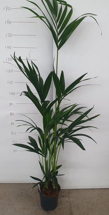 <h4>HOWEA FORSTERIANA</h4>