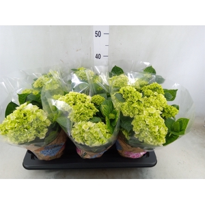 Hydrangea mac. 'Schneeball'