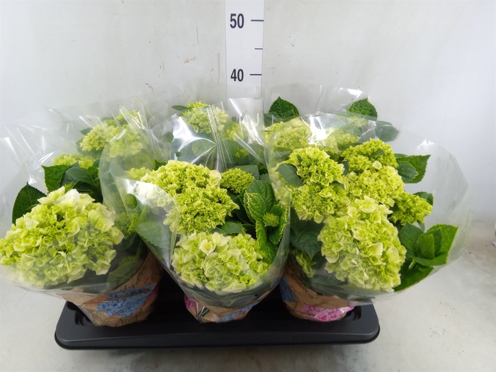 <h4>Hydrangea mac. 'Schneeball'</h4>