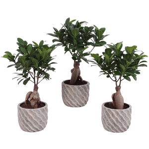 Ficus m. Ginseng Ball Shape Ø09cm in Ø11cm Ceramic NT668