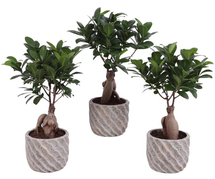 <h4>Ficus m. Ginseng Ball Shape Ø09cm in Ø11cm Ceramic NT668</h4>