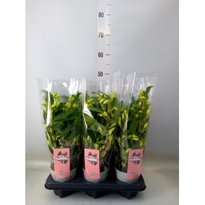 Dendrobium nob. 'StarCla Apollon'