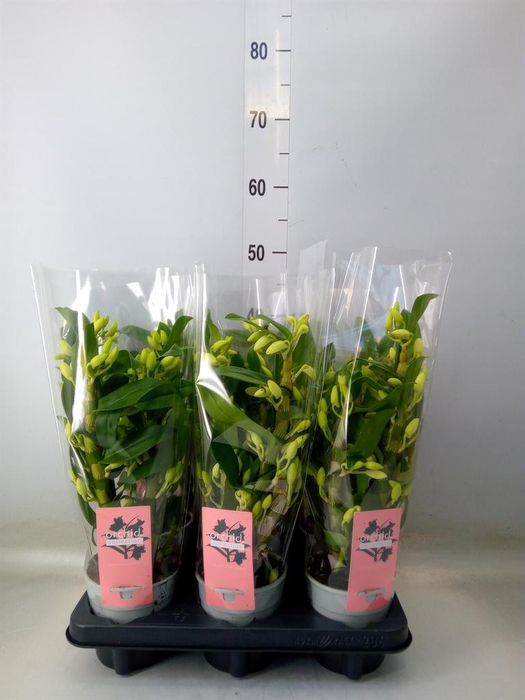 <h4>Dendrobium nob. 'StarCla Apollon'</h4>