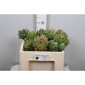 Cynara Sc Green Glob