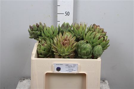 <h4>Cynara Sc Green Glob</h4>