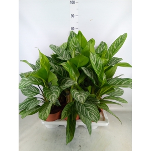 Aglaonema   ...