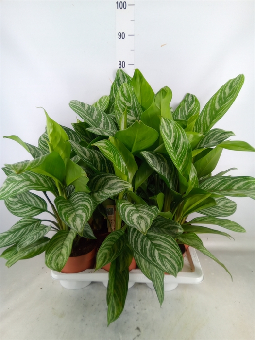 <h4>Aglaonema   ...</h4>