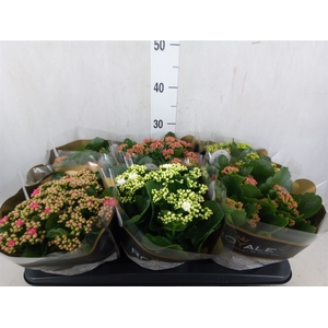 Kalanchoe blos. 'RoyalDon'   ..mix