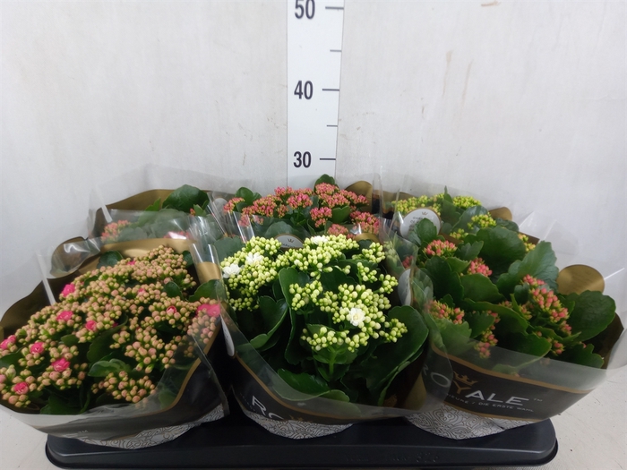 <h4>Kalanchoe blos. 'RoyalDon'   ..mix</h4>