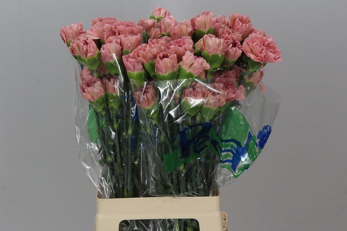 <h4>Di St Lege Pink BD</h4>