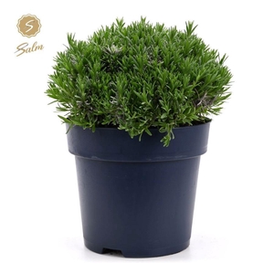 Lavandula ang. 'Felice Premium Provence'® P27