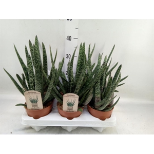 Gasteria