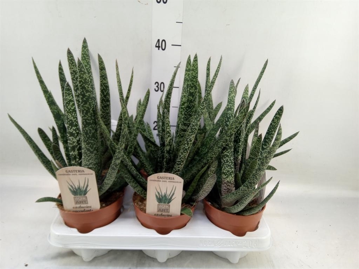 <h4>Gasteria</h4>
