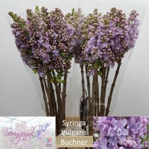 SYR V MICHEL BUCHNER