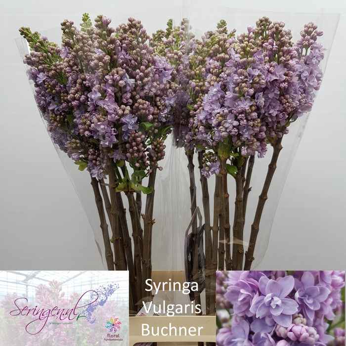 <h4>SYR V MICHEL BUCHNER</h4>