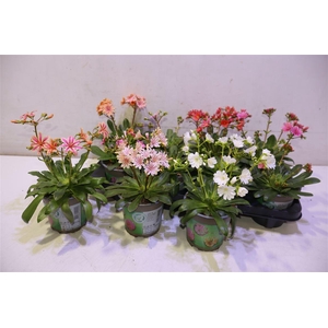 Lewi Cotyledon Mixtray