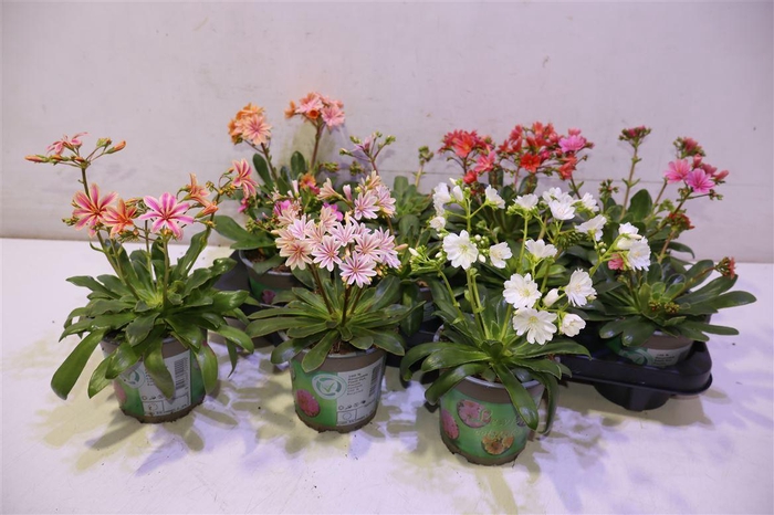 <h4>Lewi Cotyledon Mixtray</h4>